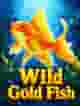 Wild Gold Fish